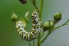 Cucullia scrophulariae